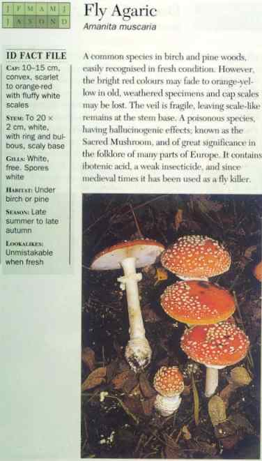 Fly Agaric (Amanita Muscaria)